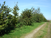 Mellé : Plantations de haies sur talus